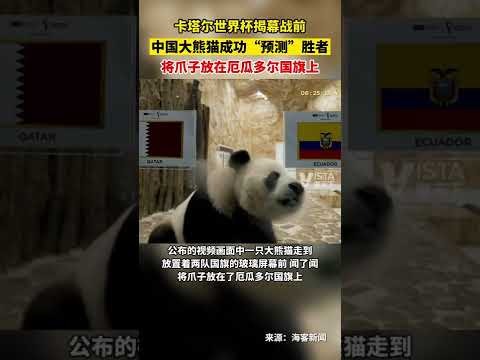 苏亚雷斯,欧洲豪门主,效力多队进,世界杯预选赛,2026世界杯,预选赛赛程,足球赛事,最新消息